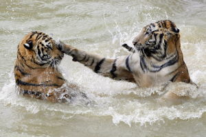 Två sibiriska tigrar leker i vattnet i ett tigerreservat i Kina. Tigers play together while swimming at the Xiongsen Bear and Tiger Mountain village, home to about 1,400 reserve tigers in Guilin, China, 24 August 2007.