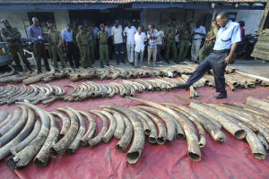 Elefantbetar som beslagtagits i Mombasa i Kenya förra sommaren. Polisen hittade totalt 228 hela betar. A police officer walks amongst seized elephant tusks displayed on the ground in Tudor estate in the port city Mombasa, Kenya, 05 June 2014. A total of 228 whole elephant tusks and others in peices were seized by police, who raided a warehouse in the port