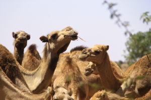 kameler i somaliland