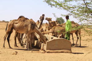 kameler i somaliland