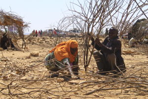 klimatflyktingar bygger koja i somaliland
