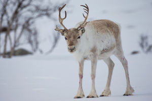 Poro Kilpisjärven tunturimaisemassa kevättalvella.