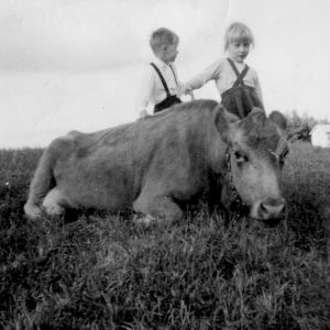 Kuuntelija Tarja Mäkinen ja Kielo-lehmä 60-luvulta Kotona oli pari lehmää 60-luvulla. Kuvassa Kielo-lehmän kanssa.