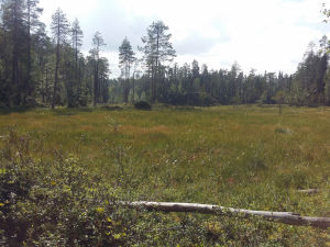 suomaisema