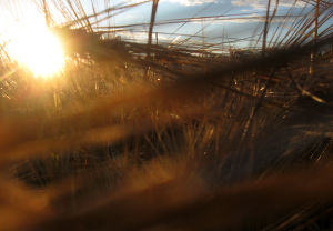 Auringonlasku ohrapellossa