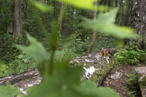 orava