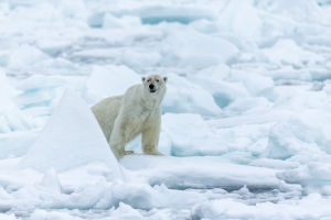 Jääkarhu jäälauttojen suojassa Huippuvuorilla.