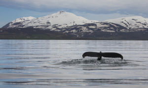 Ryhävalas valmistautuu sukeltamaan Pohjois-Islannissa.