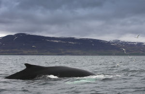 Ryhävalas on noussut hengittämään vedenpinnalle Pohjois-Islannissa.