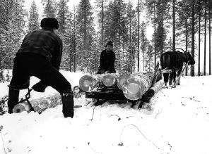 Miehiä metsätöissä talvella. Tässä nostetaan tukkisaksilla puunrunkoja hevosen vetämään rekeen. Metsätyöt. Puunkorjuu. Miehiä metsätöissä talvella, nostamassa tukkisaksilla (tukkisakset) puunrunkoja (tukkeja, tukki) hevosen vetämään rekeen. Metsätyömies, metsuri