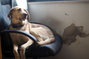 Beniamino Saccos hund Oscar följer honom vartän han går i kyrkan. Beniamino Saccos hund Oscar föjer honom troget i kyrkan.