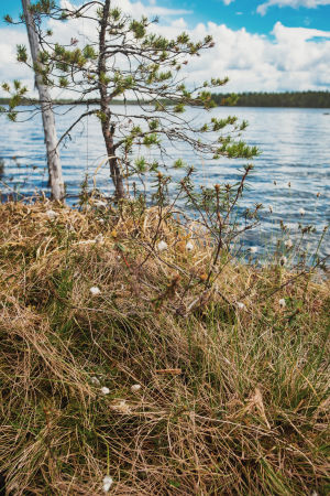 Mänty, tupasvillaa, järven rantaa