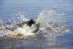 Pepe är som vilken hund som helst. Han älskar att bada. En brun labrador hoppar ner i vatten. Vattnet skvätter.