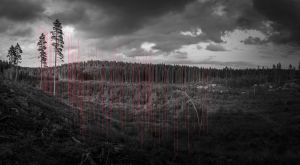 100 Planted Saviors Of The Heritage, 2015. Mustavalkoisessa kuvassa metsää ja punaisia viivoja.
