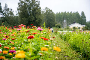 Kukkapelto, jossa ihmiset keräävät kukkia sadetakkeihin pukeutuneina.