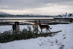 Hundar leder i snön på nära Chalkida på ön Euobea. Hundar leder i snön på nära Chalkida på ön Euobea.