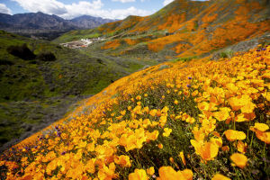 Vallmon blommar i Lake Elsinore i Kalifornia den 8 mars 2019 Vallmon blommar i Lake Elsinore i Kalifornia den 8 mars 2019