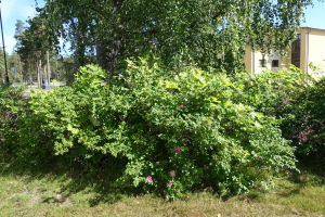 En vresrosbuske som växer på ett bredare område än de förädlade varianterna.