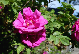 En närbild av de rosa blommorna på en variant av rugosaros, som förädlats från den invasiva arten vresros.