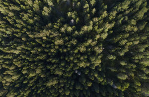 Man bör också komma ihåg att trots att man skulle ha både pengar och plats så räddar träden inte oss genast. Metsää Sipoonkorven kansallispuistossa.