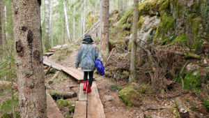 Muusikko Hildá Länsman tekee saamelaiskulttuuria tunnetuksi myös ulkomailla. Hildá Länsman kävelee poispäin metsässä pitkospuilla