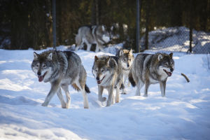 Alla vargbilder i denna artikel är fotograferade i Etseri djurpark. Flocken i djurparken består av fem vargar. Vargflock i Etseri djurpark