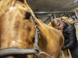 Enligt veterinär Kati Lehtimäki behövs förutom poliser också åklagare som är specialiserade på djurskyddsbrott. Kati Lehtimäki ja hevonen