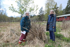 Eeva Kaila och Heta Huhtamo begrundar sina så gott som döda bärbuskar. Hjortarna har ätit upp knopparna och bladen. Eeva Kilpi ja Heta Huhtamo