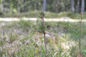 Åt hjortarna duger plantor av både lövträd och barrträd. peuran syömä männyntaimi ja mustikanvarpuja