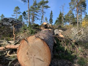 Resterna av vad som en gång varit en både reslig och vacker tall. Vindfälle som sågats i bitar. Resterna av vad som varit en ståtlig tall ligger på marken.