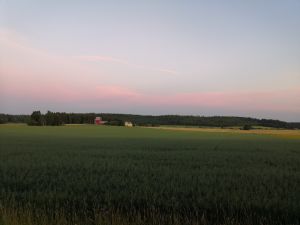 Peltomaisema, kaukana taustalla talo ja lato