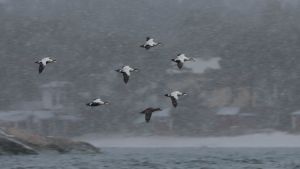Ejdern är en flyttfågel som förekommer i Hangö. En flock ejdrar flyger i snöfall.