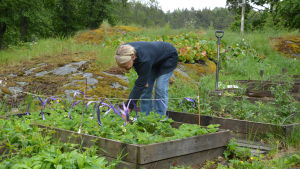 Ci Ahlqvist går helst barfota på sommaren och trivs i sin trädgård. Kvinna påtar i trädgården.