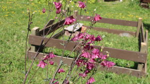 Akleja och i bakgrunden inhägnaden för familjens 50-åriga sköldpadda Blommande akleja i trädgård