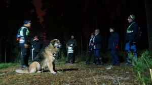 Man ska ha reservbatterier och gärna en kompis med sig första gången man går ut i skogen när det är mörkt. En hund och några människor står i en ring på en spånbana under lampljus på natten.