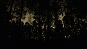Människan behöver ljus - men också mörker. Silhuetten av träd mot mörk himmel.
