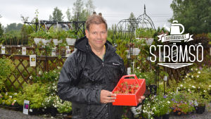 Leif Blomqvist med en korg jordgubbar. 