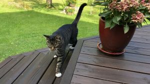 Nemo hälsar på samma dag som jag intervjuat matte Jenny Grabber. Det här känns nästan kusligt. En gråbrun och svartspräcklig katt går på en brunoljad altan. Sommar och grönt gräs.