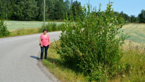 Slyn har vuxit till sig i flera år och är på många ställen flera meter högt. En kvinna står på en vägkant mellan vägen och en stor buske.
