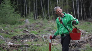 Erik Kiviniemi känner sig hemma i skogen. Vit man med grått kort hår förevisar en granplanta i skogen.