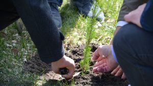 I ansökan fanns planteringar inplanerade, men i tillståndet krävdes ytterligare planteringar. Planteringsceremoni av Framtidens gran i Borgå 12.05.17