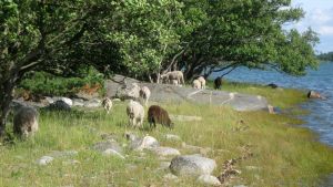 Fåren betar och upprätthåller unika miljöer i skärgården. Får betar på Äspskär, Iniö skärgård (Pargas), augusti 2016.