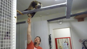Här bor jag! Johan Holmberg på hittedjurshemmet Skeppsdal family leker med katt som finns högt uppe på en ställning.