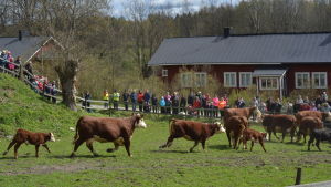 På Koskis gård bor en hel del kor. Bilden är från årets kosläpp. Kor i galopp.