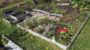 Kolonilotter med grönsaker, buskar och blommor gynnar pollinerare. Odlingslott med grönsaker och blommor.