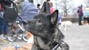 Hunden Sirius fick sitt namn efter mattes favoritkaraktär i Harry Potter-böckerna. En svart hund med stående öron.