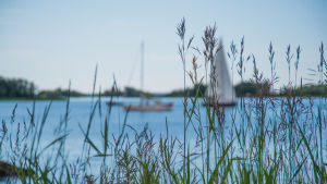 Det blir nog inga långfärdsseglatser för scouterna åtminstone i början av sommaren, tror verksamhetsledare Jonna Sahala. Säv på en havsstrand, segelbåtar i bakgrunden.