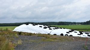 Här vilar vall i väntan på att bli gas. Bild från gården vid Palopuros biogasanläggning i Hyvinge. En vit presenning och svarta bilringar på en hög intill en åker.