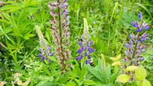 Lupiner ger pollen men ingen nektar åt pollinerarna. Lila lupiner och grönt gräs. En humla.