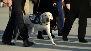 Servicehunden Sully följer sin husse till graven och ges sedan till en ny krigsveteran. Servicehunden Sully, en gul labrador, följer sin husse George HW Bush till graven.